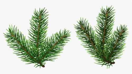 Pine Png Free Images - Pine Tree Branch Clipart, Transparent Png, Transparent PNG