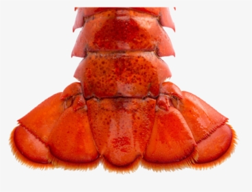 Brazil Lobster Tail - Transparent Lobster Tail, HD Png Download, Transparent PNG