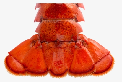 Lobster Tail Png, Transparent Png, Transparent PNG