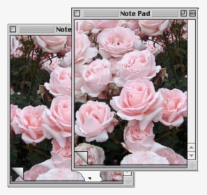 #computer #pink #flowers #pinkaesthetic #aesthetic - Hybrid Tea Rose, HD Png Download, Transparent PNG