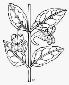 Flower Plant Stem Download - Free Plant Clipart Black And White, HD Png Download, Transparent PNG