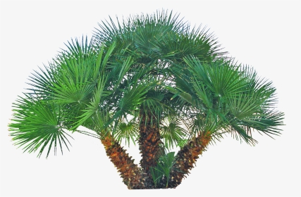 Pygmy Date Palm Png, Transparent Png, Transparent PNG