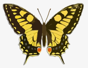 Swallowtail Butterfly Transparent Background, HD Png Download, Transparent PNG