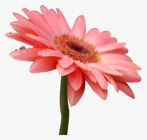 5 Png, Pixel - Flower Png Gerbera Daisy, Transparent Png, Transparent PNG