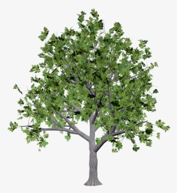 Texture Png Transparent Tree, Png Download - Canopy Tree Png, Png Download, Transparent PNG