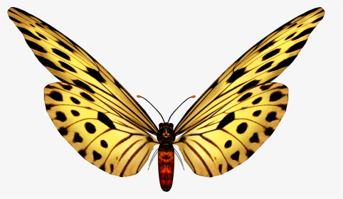 Butterfly Clip Art, Butterfly Images, Paper Butterflies, - Kelebek Gif, HD Png Download, Transparent PNG