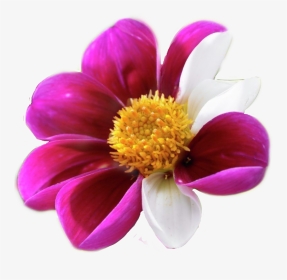 #pinkflower #pinkandwhite Flowers By @sadna2018 #magenta - Close-up, HD Png Download, Transparent PNG