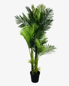Transparent Palm Fronds Png - Hawaiian Palm Tree Png, Png Download, Transparent PNG