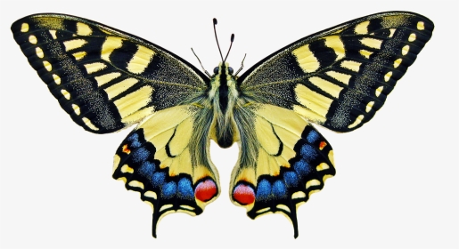 Butterfly Insect, HD Png Download, Transparent PNG