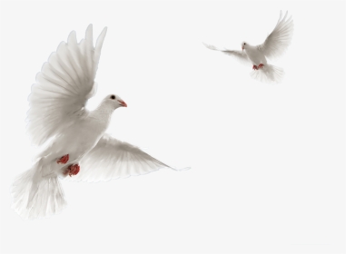 Dove, Definition Backgrounds - 鸽子 素材, HD Png Download, Transparent PNG