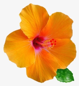 #flowers #flores #hibiscus #yellow #blumen #fleurs, HD Png Download, Transparent PNG