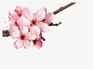 Romantic Background Cherry Blossom Flower Petal - Cherry Blossom Flower Transparent Background, HD Png Download, Transparent PNG
