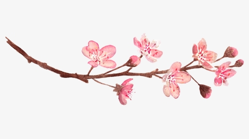 Cherry Blossom Flower Divider Clipart, HD Png Download, Transparent PNG