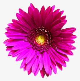 Daisy - Transvaal Daisy, HD Png Download, Transparent PNG