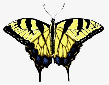 Butterfly Illustrations - Clipart Library - Tiger Swallowtail Butterfly Clipart, HD Png Download, Transparent PNG