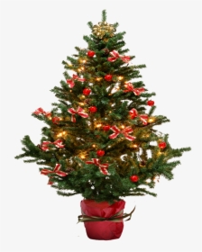 Fir Tree Png Transparent - Small Christmas Tree Transparent Background, Png Download, Transparent PNG