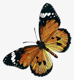 #freetoedit #mariposa #butterfly #insect #animal #insecto - Monarch Butterfly, HD Png Download, Transparent PNG