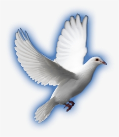 Transparent White Dove - White Dove, HD Png Download, Transparent PNG