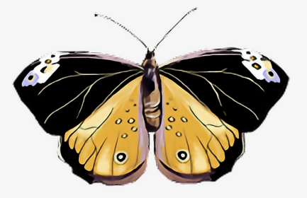 #butterfly #black #yellow #pink #pastel #white #butterflylove - Speckled Wood (butterfly, HD Png Download, Transparent PNG
