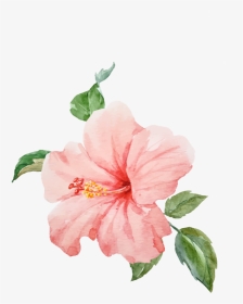 1000 X 1080 - Watercolor Hibiscus Flower, HD Png Download, Transparent PNG