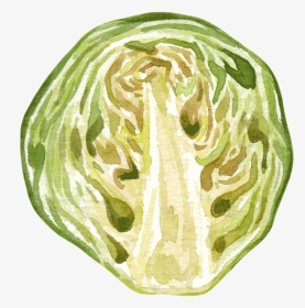 Cabbage, HD Png Download, Transparent PNG