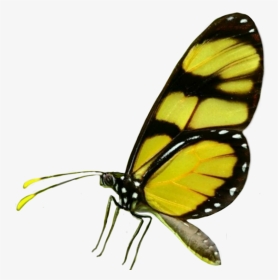 #batterfly #fly #tumblr #ftestickers #yellow #insects - Brush-footed Butterfly, HD Png Download, Transparent PNG