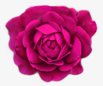 #pinkrose #magenta #fleurs #flowers By @sadna2018 #pink - Teal And Black Roses, HD Png Download, Transparent PNG