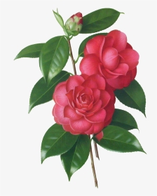 Graphic Stock Camellia Drawing Botanical Illustration - Camellia Flower Drawing, HD Png Download, Transparent PNG