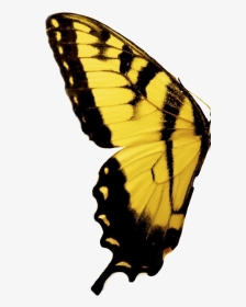 #freetoedit #mariposa #butterfly #yellow #amarillo - Butterfly Yellow And Black, HD Png Download, Transparent PNG