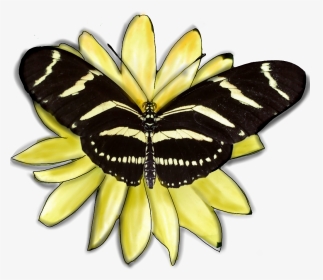 #butterfly #insect #wings #yellow #black #flower Edited - Lycaenid, HD Png Download, Transparent PNG