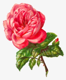 Rose Flower Botanical Image, HD Png Download, Transparent PNG