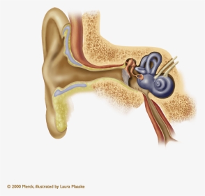 Ear Anatomy Ear Wax, HD Png Download, Transparent PNG