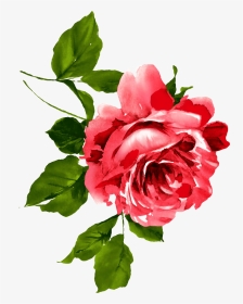 Red Rose Watercolor Painting, HD Png Download, Transparent PNG