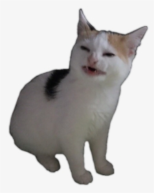 Zero S Moose Knuckle On Twitter - Angry Cat Meme, HD Png Download, Transparent PNG