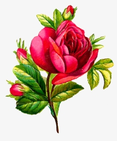 Botanical Flowers Clip Art, HD Png Download, Transparent PNG