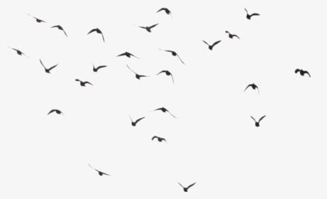 Birdstickers Flying Tumblr Vapor - Birds Png, Transparent Png, Transparent PNG