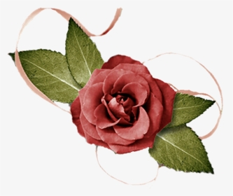 #rose #flower - Garden Roses, HD Png Download, Transparent PNG
