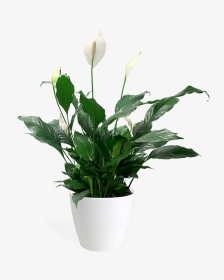 Peace Lily Transparent, Hd Png Download - Flowerpot, Png Download, Transparent PNG