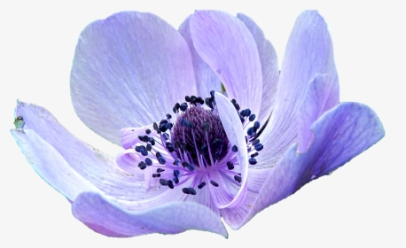Anemone Purple Flower - Anemone Png, Transparent Png, Transparent PNG