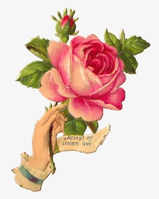 Victorian Vintage Rose Illustration, HD Png Download, Transparent PNG