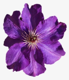 Leather Flower Violet Image Purple Portable Network - Transparent Purple Watercolor Flowers, HD Png Download, Transparent PNG