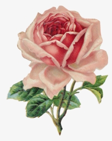 #rose #flower #vintage #illustration - Vintage Rose Clip Art, HD Png Download, Transparent PNG