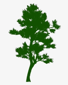 Tree Silhouette Pine - Green Tree Silhouette Png, Transparent Png, Transparent PNG