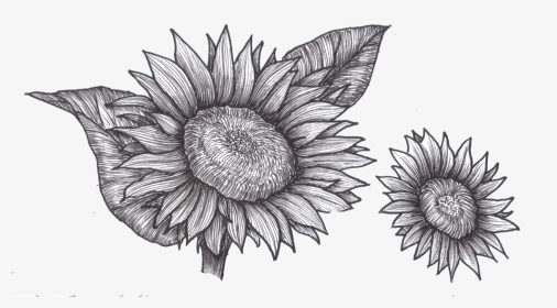 Black And White Sunflower Png Free, Transparent Png, Transparent PNG