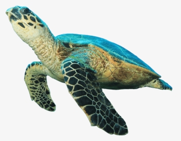 Sea Turtle No Background , Png Download - Transparent Sea Turtle Png, Png Download, Transparent PNG
