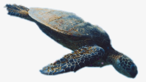 Turtle , Png Download - Hawksbill Sea Turtle, Transparent Png, Transparent PNG