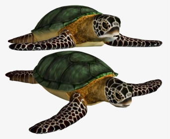 Png Turtle Best Clipart - Fish Sea Turtles Png, Transparent Png, Transparent PNG