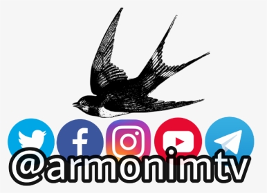 #armonimtv #photography #instagram #youtube #facebook - Bird, HD Png Download, Transparent PNG