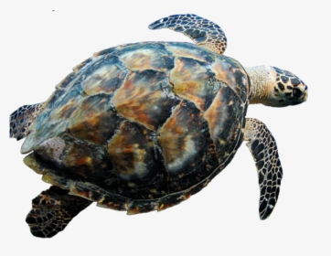 Sea Turtle Blank Background, HD Png Download, Transparent PNG