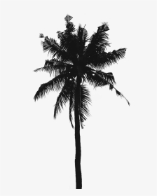 Iphone Wallpaper Hd Palm Tree, HD Png Download, Transparent PNG